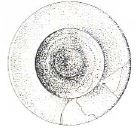 A. Lázaro et alii 1981