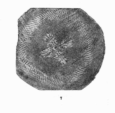 Fletcher / Pla / Alcacer 1965