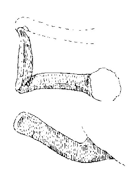 Jiménez Ávila/Ortega 2004