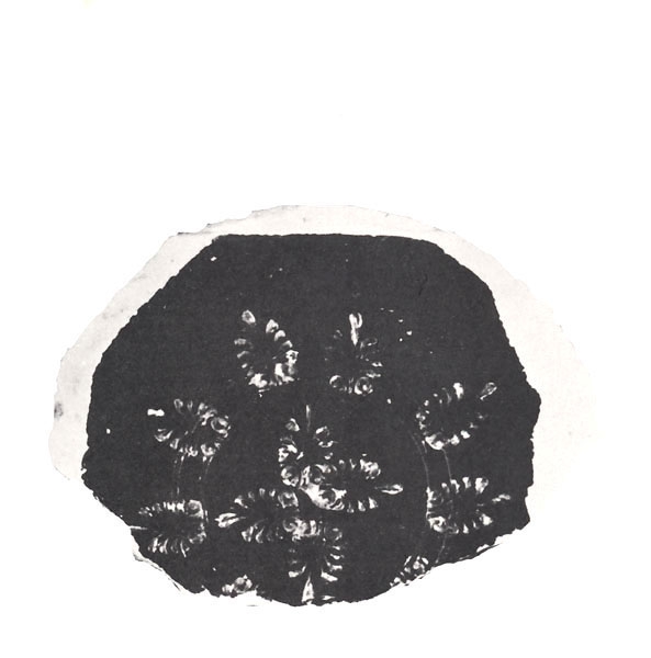 FERNÁNDEZ GÓMEZ ET ALII. 1979, lám. VIII