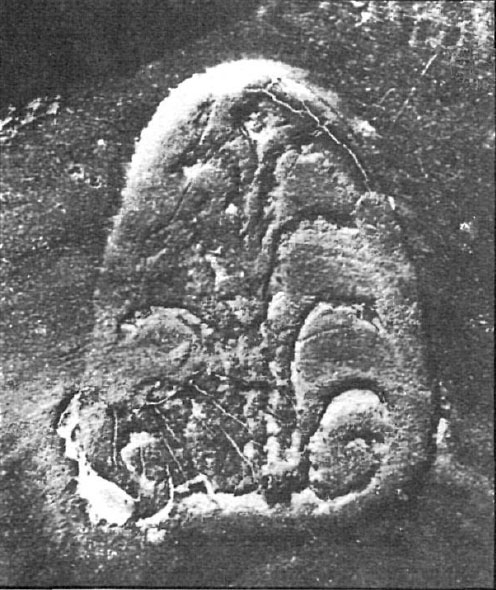 Fabra Burguete 1984. Fig.5