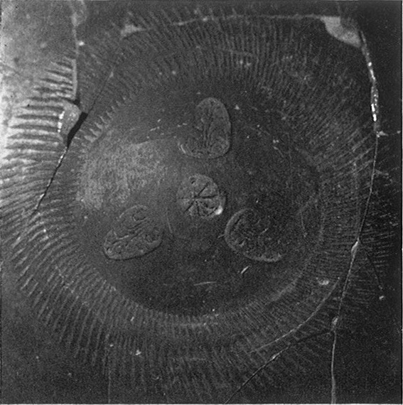 JUNYENT 1974. Fig.6-a