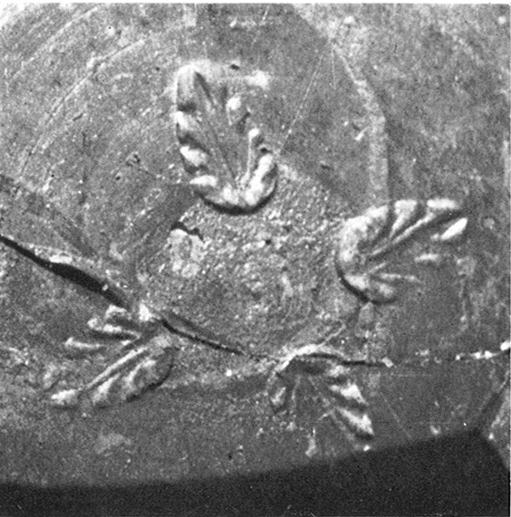 JUNYENT 1974. Fig.6-c