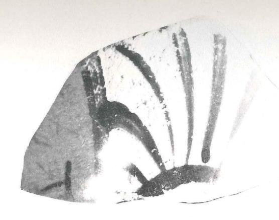 Arribas et alii 1987