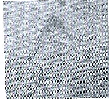 De Hoz García-Bellido 2014