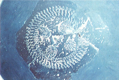 MALUQUER 1986. Fig.9