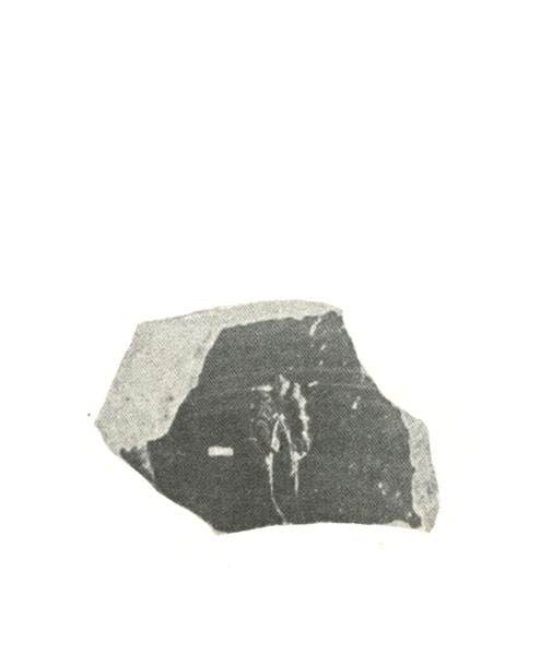 BLÁZQUEZ 1975, lám. XLII, 8