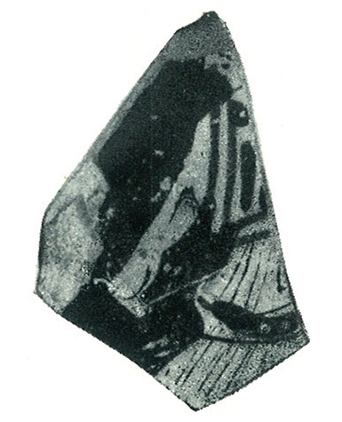 Trias 1967- 1968. Lam. CXLI- 5